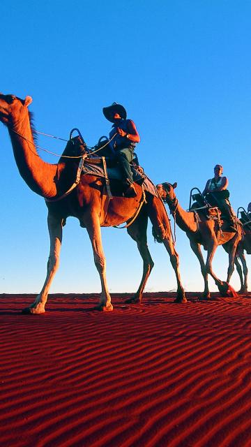 camels
