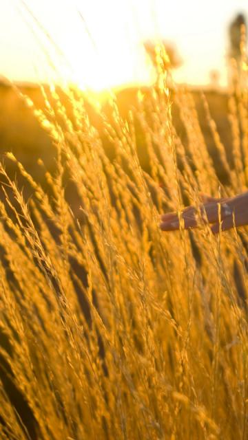 Field of Wheat