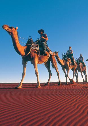 Camels at Ayers Rock Resort